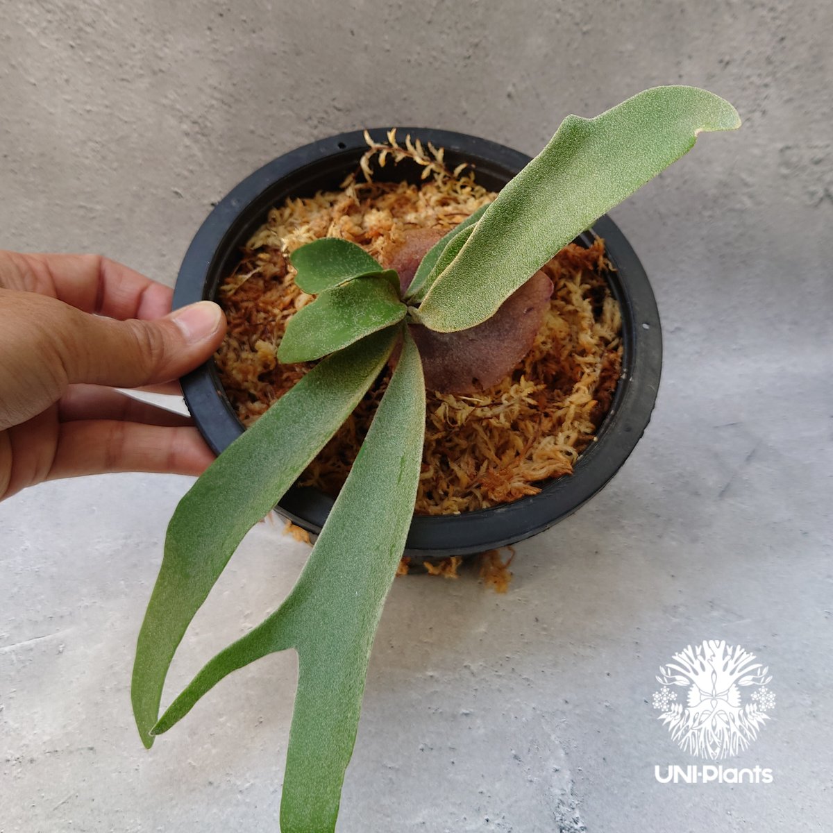 P.w dwarf tasuta×veitchii wild spores 子株 Platycerium Veitchii spores - Iconic Growth | Unique Plant – HCorchids