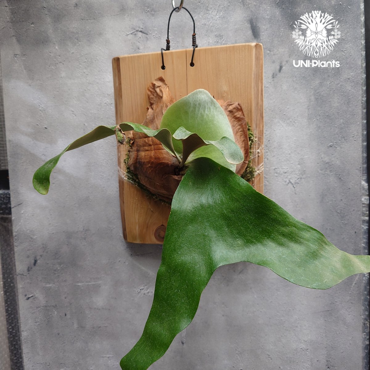 ビカクシダ quadridichotomum wild ocpup2 お買い得 Platycerium 