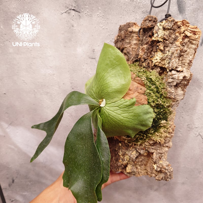 Platycerium hillii×wandae ビカクシダ ヒリー×ワンダエ コウモリラン