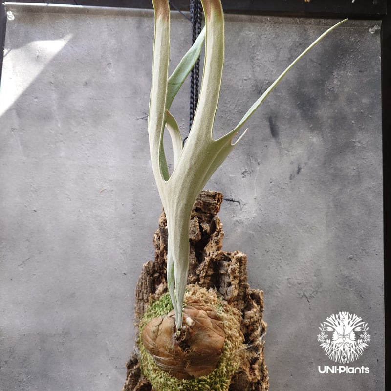 ビカクシダ ベイチー シルバーフロンド Patycerium veitchii cv