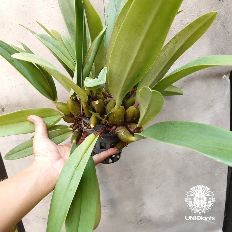 洋ラン　cruentum phalaenopsis バルボフィラム 着生 Bulbophyllum cruentum x phalaenopsis バルボフィラム クル