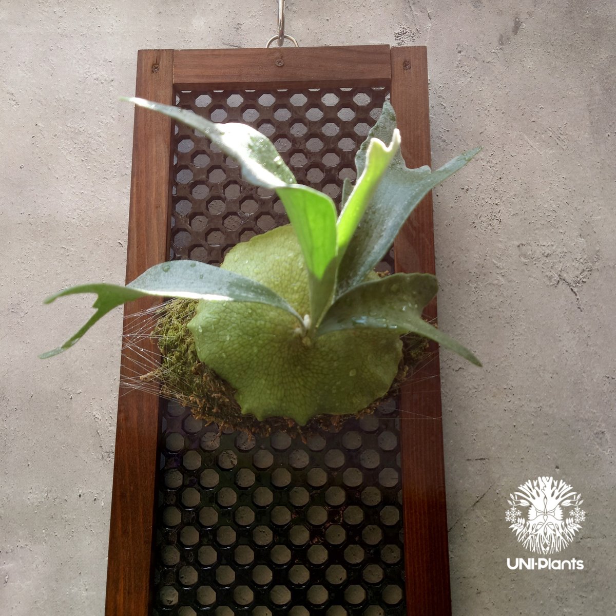 ビカクシダ アルシコルネ Platycerium alcicorne コウモリラン