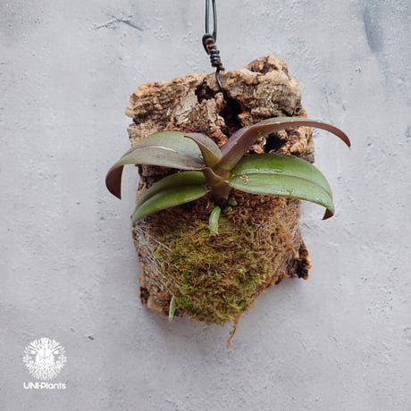 Phalaenopsis pulcherrima var Red ubon 着生植物 洋ラン 着生蘭 着生ラン 着生コルク ハンキング植物