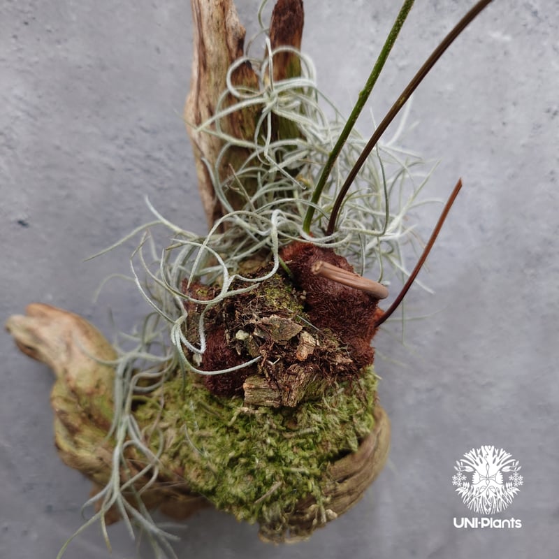 ドリナリア リギュドラ ホワイティ E103 ドリナリア リギュドラ