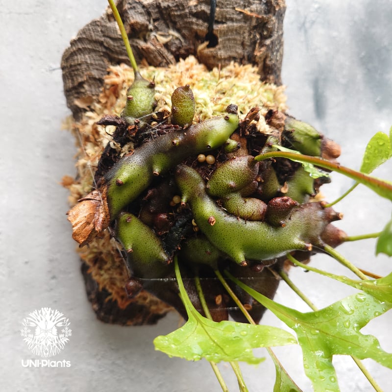 Lecanopteris romarioidesアリ植物 枝つき シダ植物 Lecanopteris