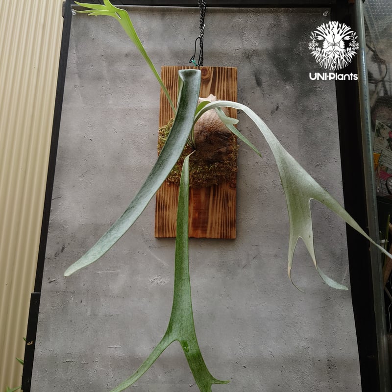【おまけ付】 Platycerium Blue ビカクシダウィ ビカクシダブルービスタ vista ビカクシダ