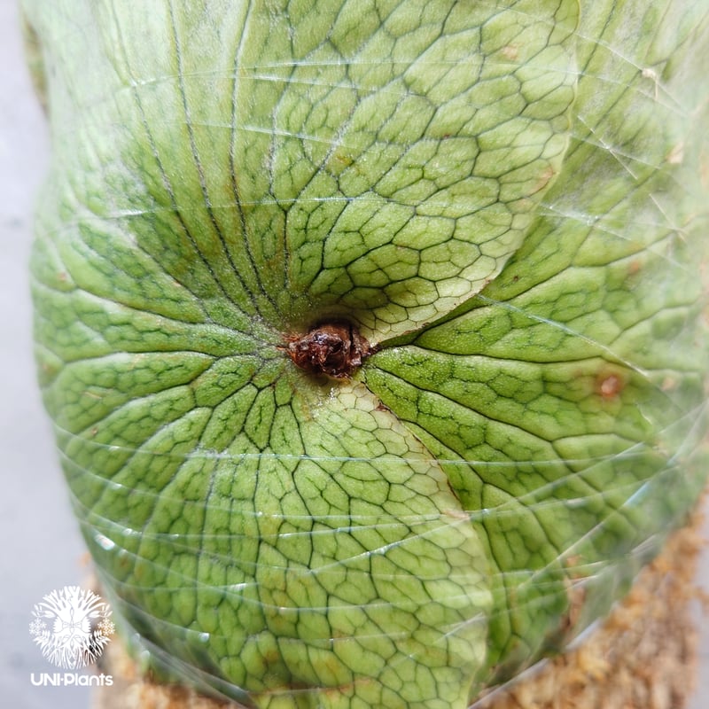 Platycerium wandae wild ビカクシダ ワンダエ ワイルド株 ビカクシダ