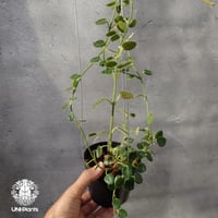 【タイ直輸入・希少】ホヤ パパウ｜珍品・着生植物・つる性植物｜Hoya papau