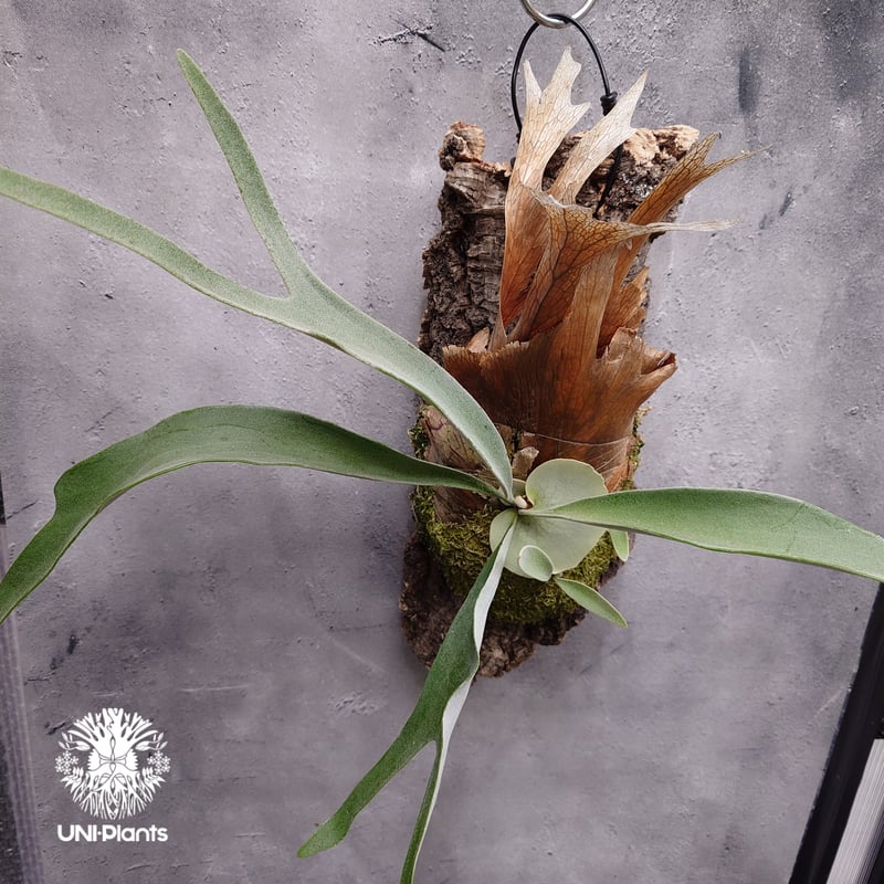 ビカクシダ ベイチー(子株) Platycerium veitchii(pup) コウモリラン