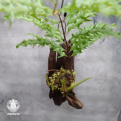 Drynaria rigidula `whitei ドリナリア·リギデュラ'ホワイティ' 流木仕立て 観葉植物 珍奇植物 植物 着生植物 インテリア植物 珍しい シダ植物