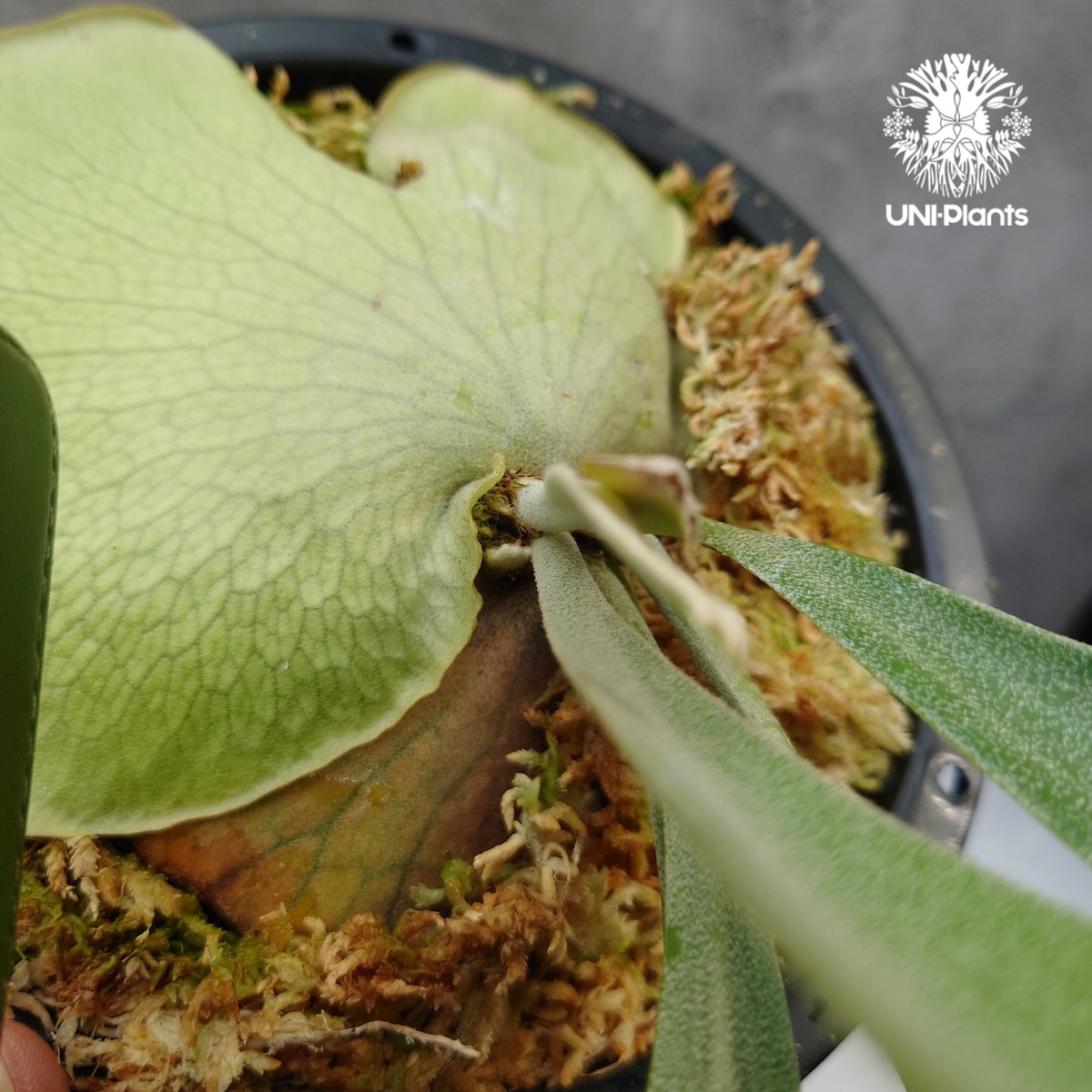 Platycerium Hanabi ビカクシダ コウモリラン platycerium sta Platycerium Hanabi ビカクシダ コウモリラン platycerium sta
