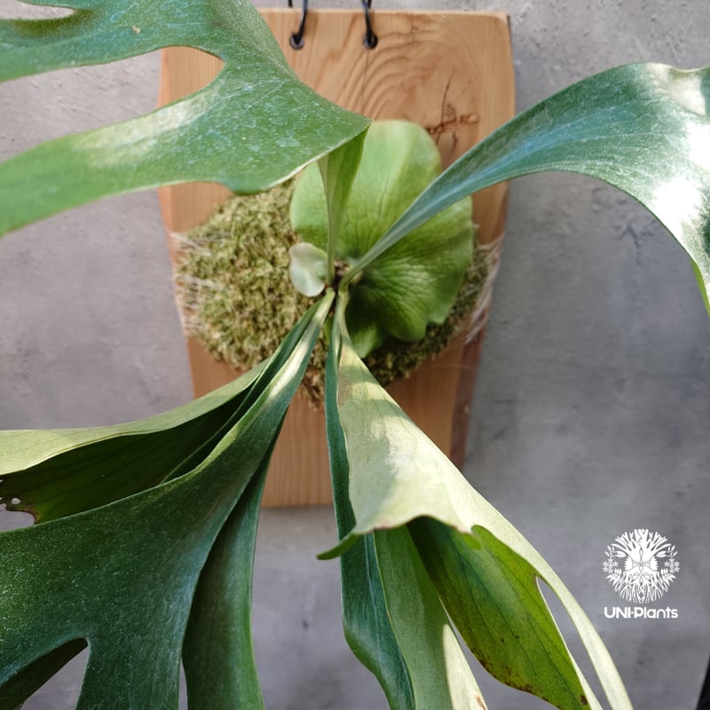 Platycerium Moose(P.hillii × P.alcicorne) ビカクシダ