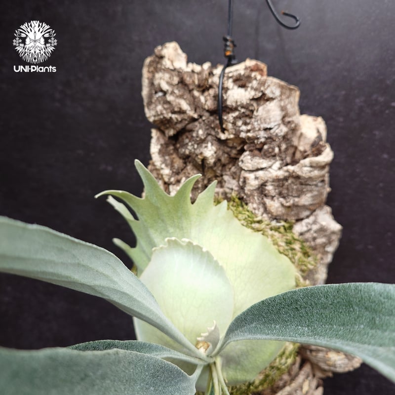 Platycerium Rydeen ビカクシダ ライディーン ビカクシダ Platyceri