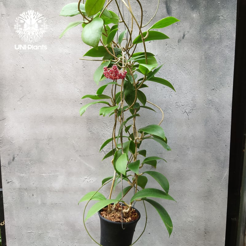 開花中 希少! Hoya mindorensis superba ホヤミンドレンシス 開花中 希少! Hoya mindorensis superba ホヤミンドレンシス