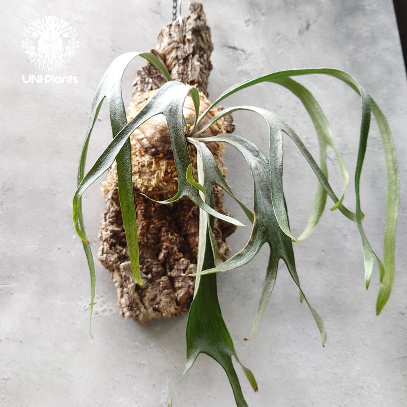 Platycerium sp.Mt.Lewis Thin & dwarf `Little ki
