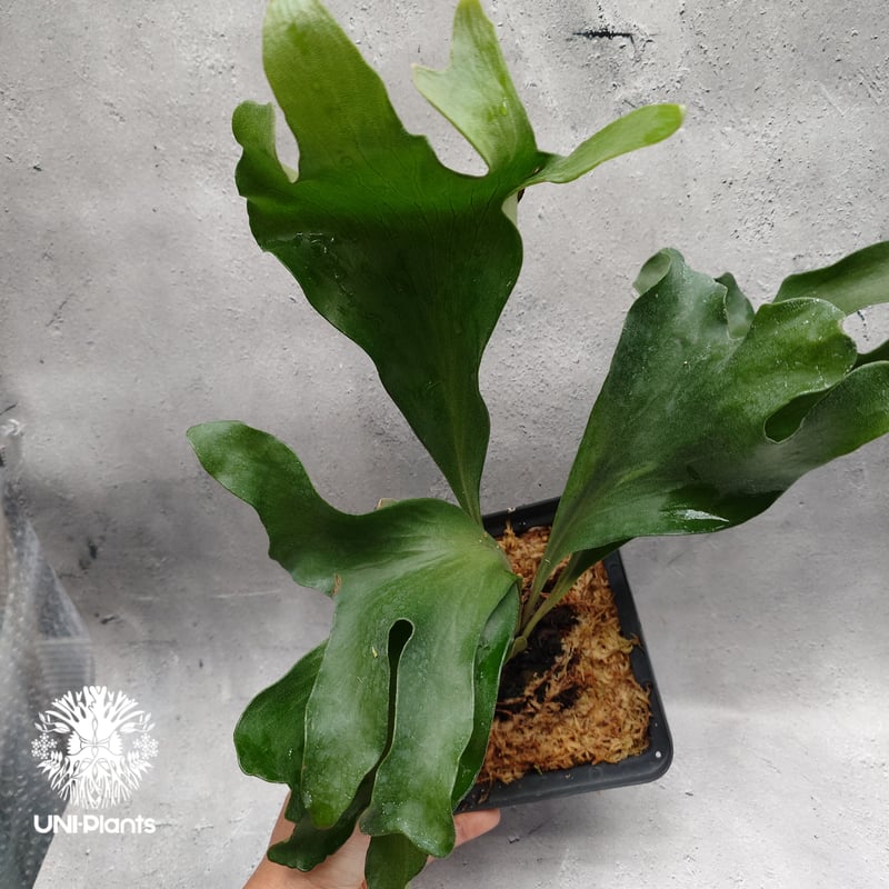 Platycerium hillii 'Dragon Fury' ビカクシダ ヒリー 'ドラゴ