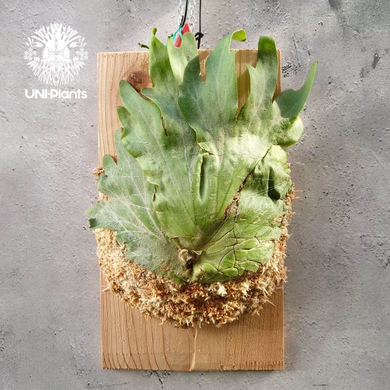 初入荷! ビカクシダ ワリチー Platycerium wallichii コウモリラン ビ