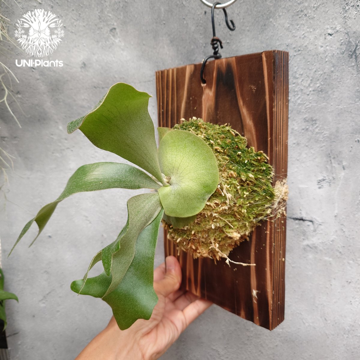 Platycerium hillii cv.Miss Moana（pup） ビカクシダ ヒリー