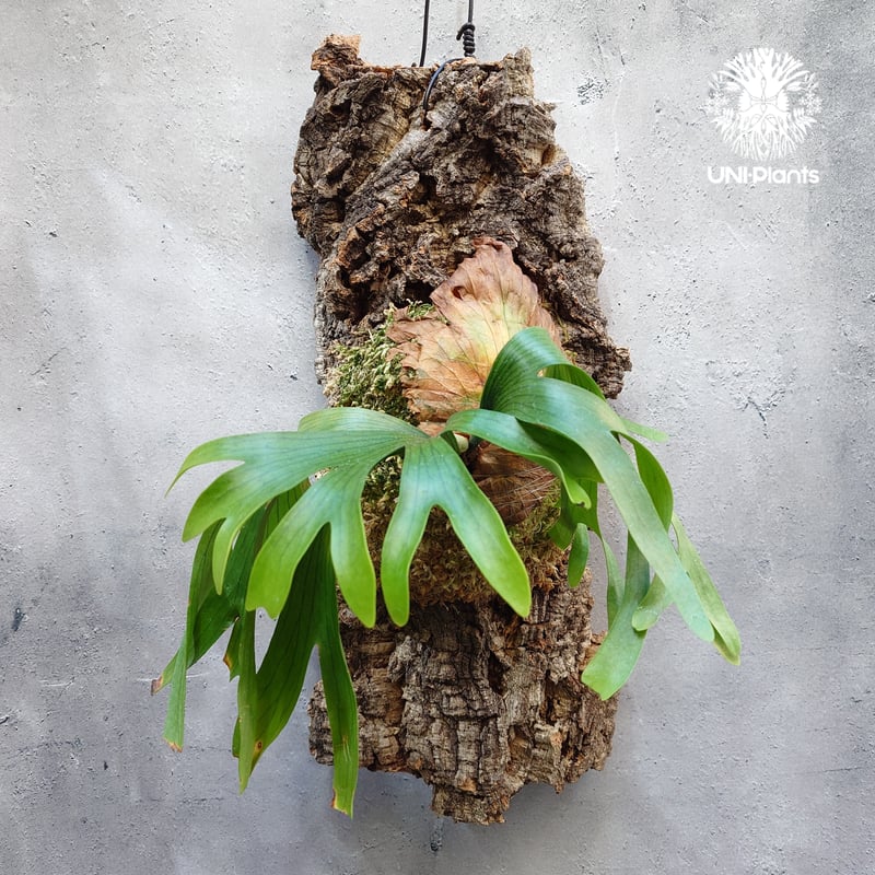 Platycerium coronarium 