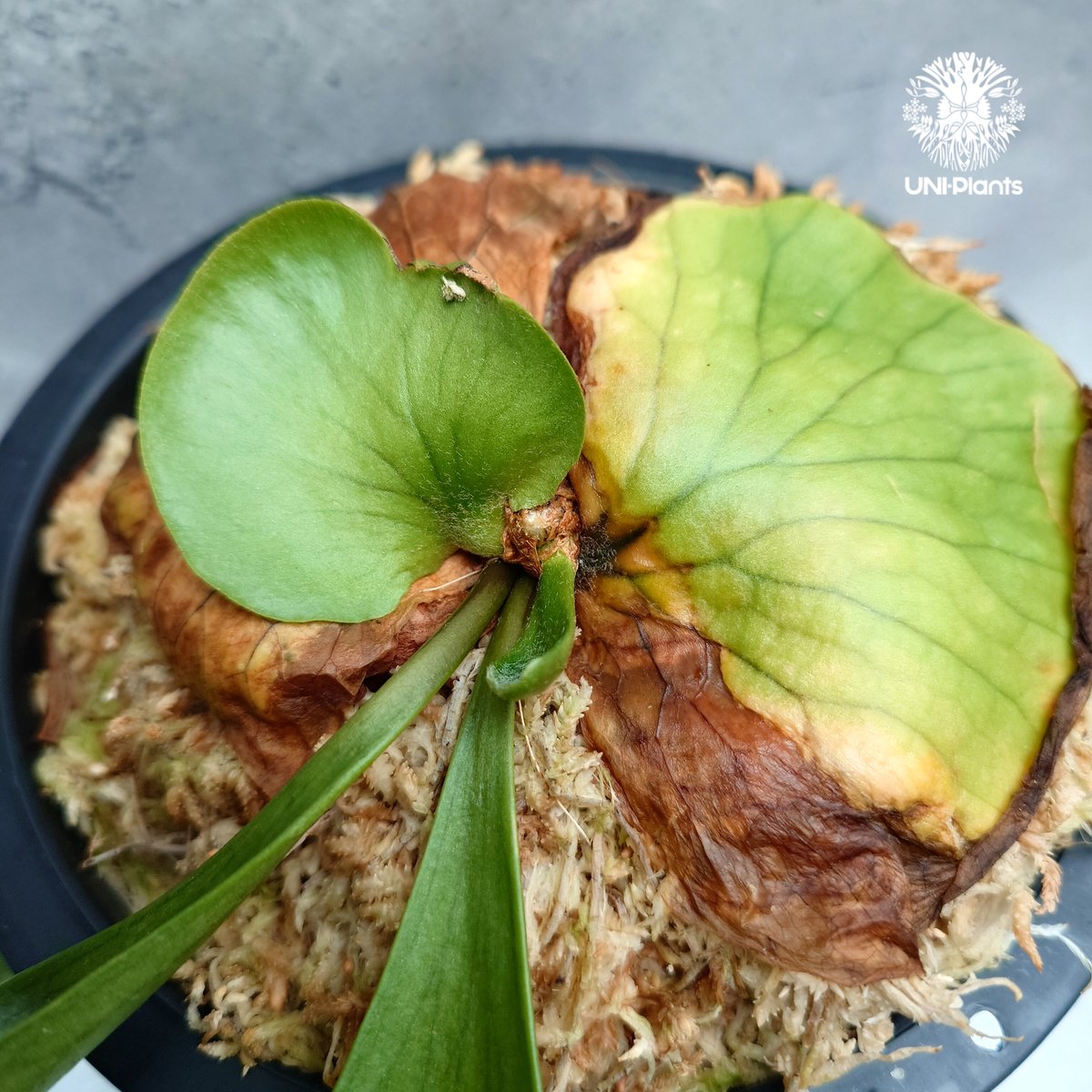 Platycerium coronarium ' Lesasha ' ビカクシダ コロナリウム