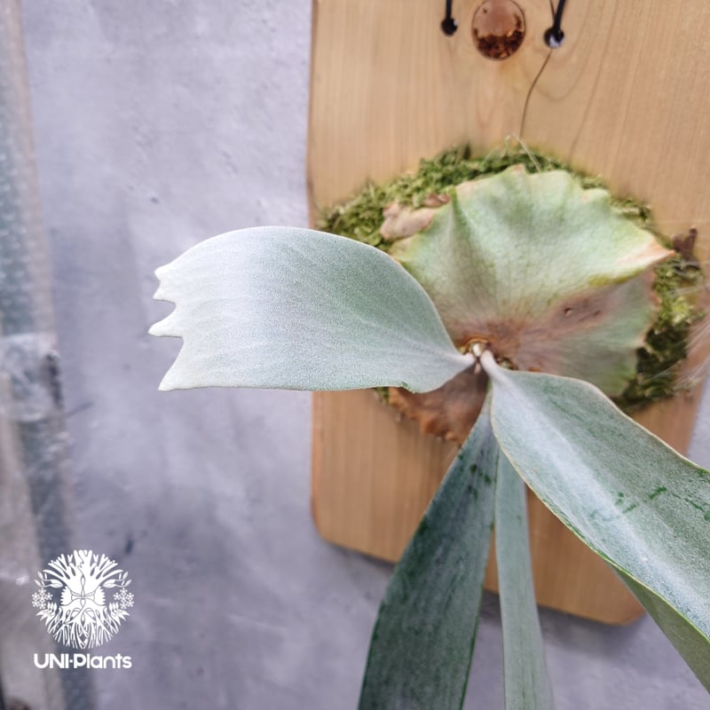 Platycerium Saikeaw(P.andinum x P.willinckii) ビ Platycerium Saikeaw(P.andinum x P.willinckii) ビ