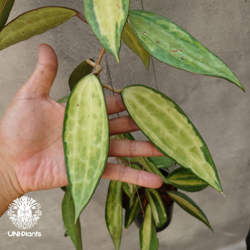 Hoya macrophylla 