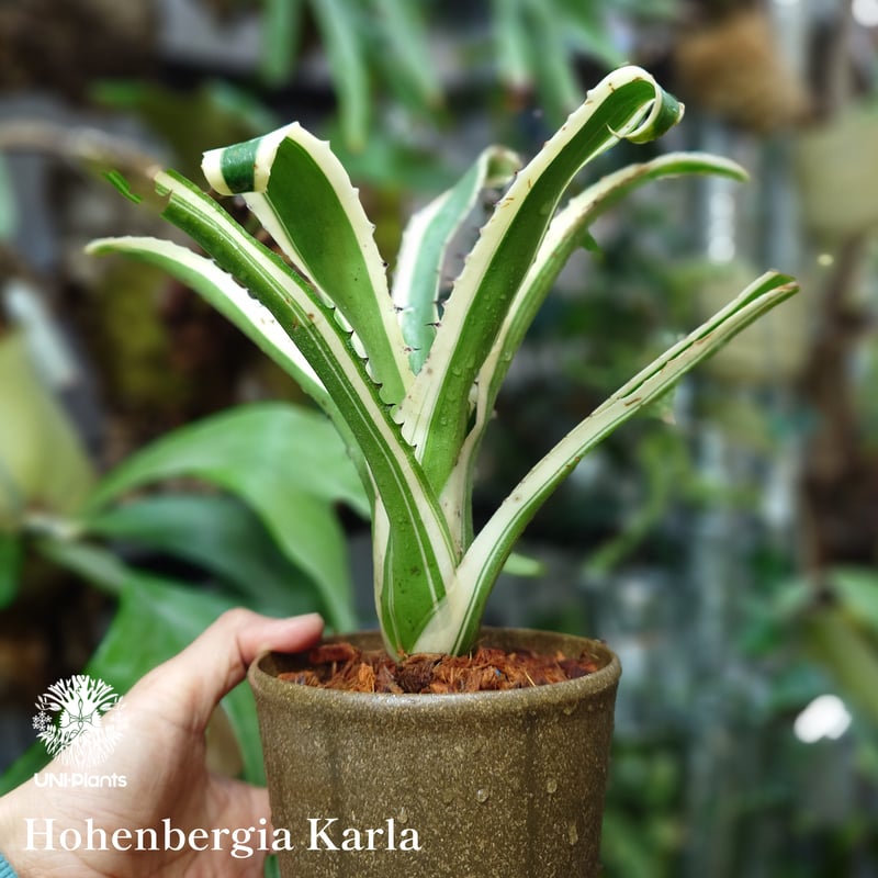 Hohenbergia Karla ホヘンベルギア カーラ パイナップル科