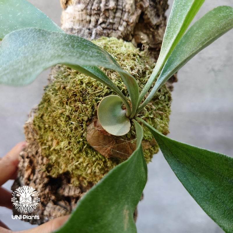ビカクシダ　ヒリー　ナンプー　hillii nampu OC 板付 Platycerium hillii cv. Nampu ビカクシダ ヒリー cv. ナンプー
