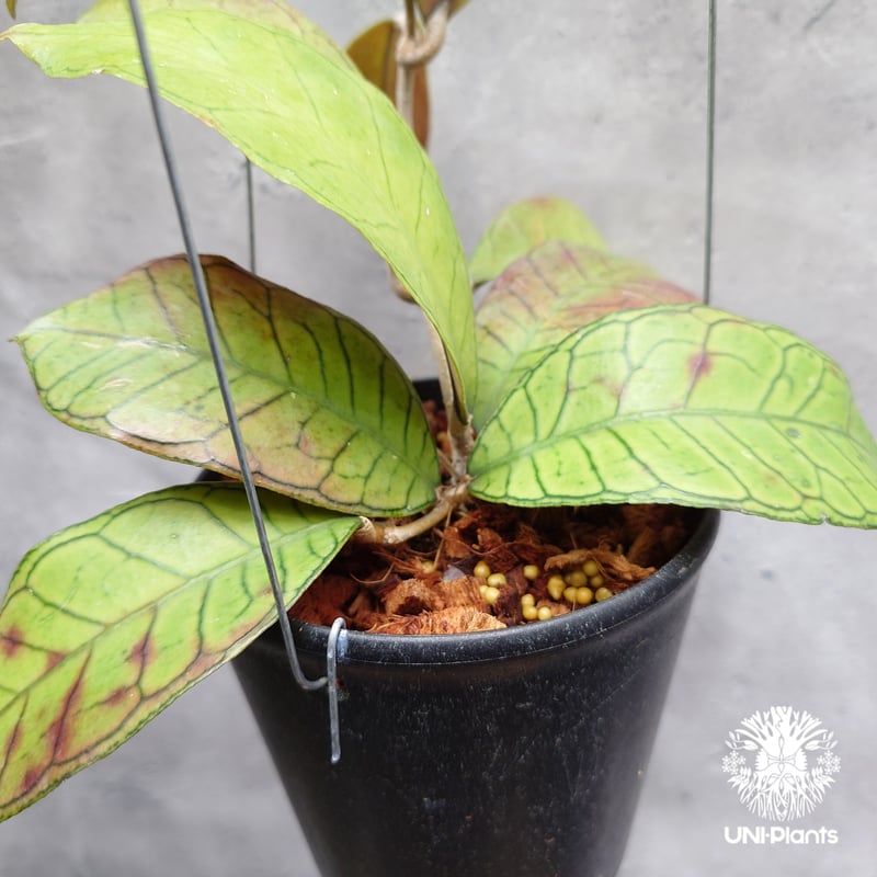 Hoya Gunung gading ホヤ グヌンガディング ホヤ植物 ホヤの花