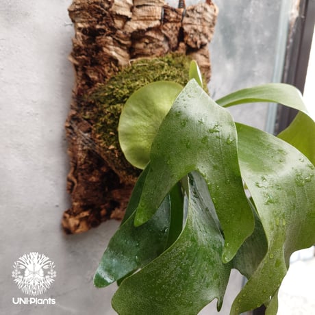 ビカクシダ ヒリー パナマ Platycerium hillii Panama ビカクシダヒリー  シダ植物 ビカクシダ原種 ビカクシダ着生コルク 着生植物