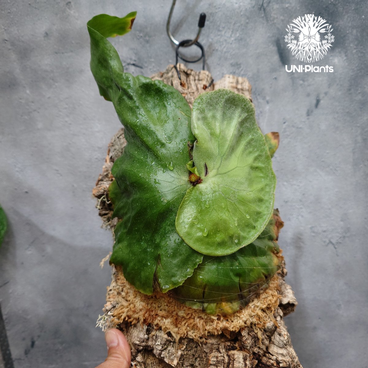 Platycerium grande ビカクシダ グランデ ビカクシダ原種 植物 シダ