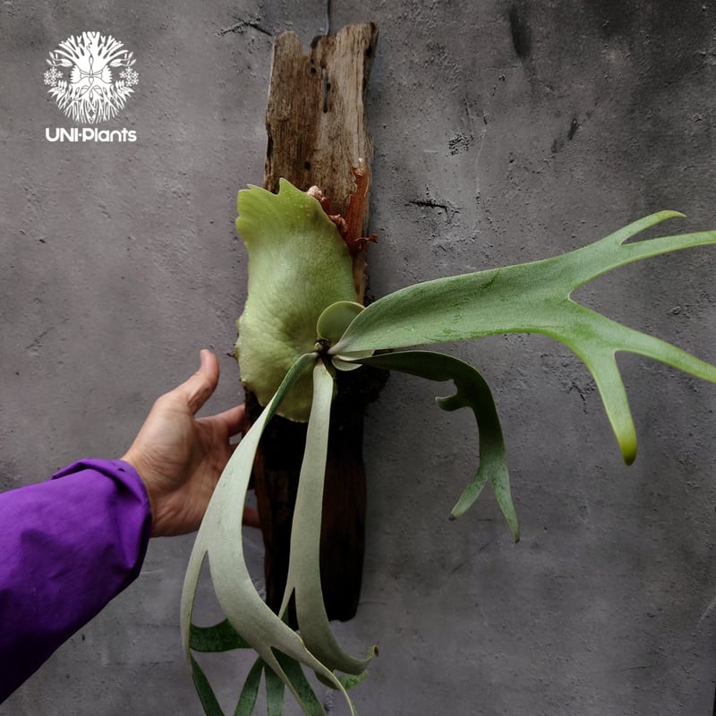 Platycerium willinckii cv. Jessica (pup)ビカクシダ