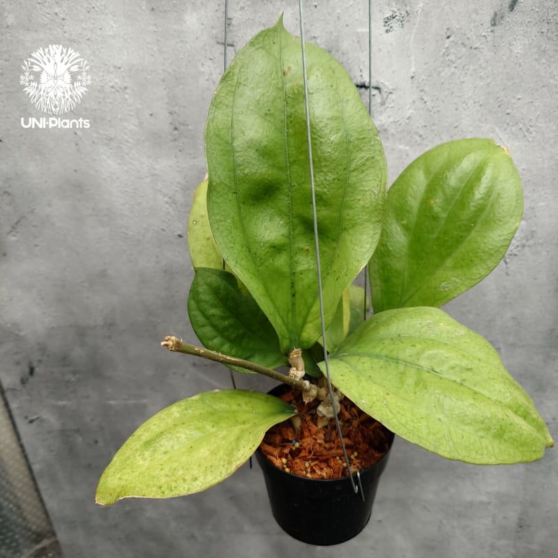 GWセール　珍種　レア　原種ホヤ　Hoya Lyi Noid① Hoya Lambii ホヤ ランビー ホヤ植物 ホヤの花 Hoya Plants 珍しい 希