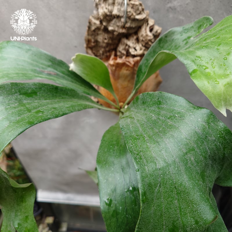 Platycerium hillii cv. Nampu ビカクシダ ヒリー cv. ナンプー