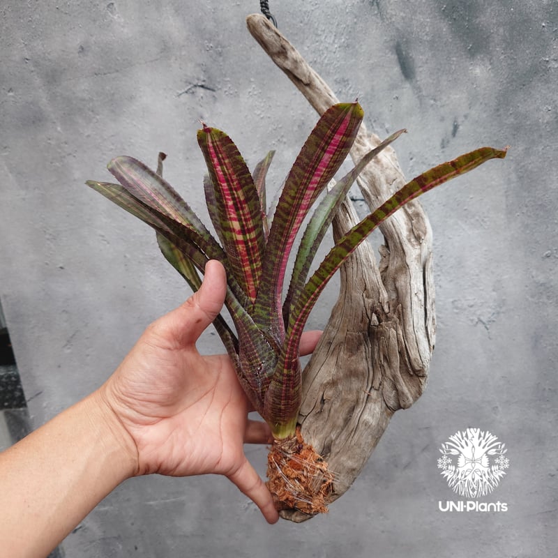 Neoregelia Hot Ember ネオレゲリア ホットエンバー Neoregelia