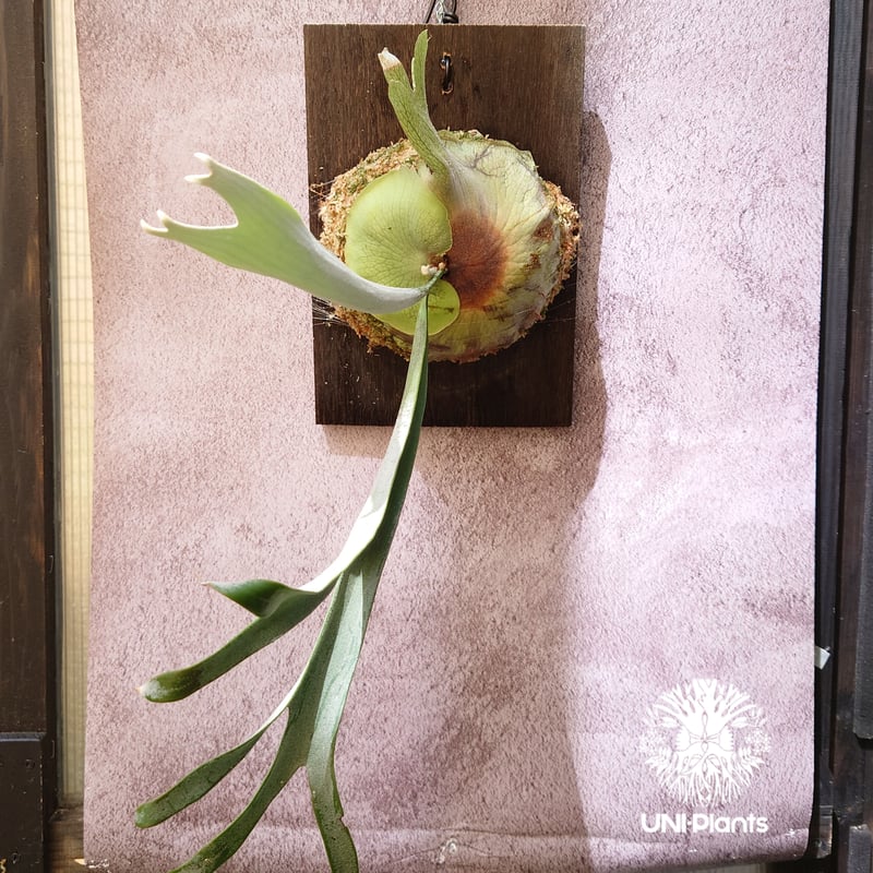 初入荷! ビカクシダ レモイネイ Platycerium veitchii 'Lemoine