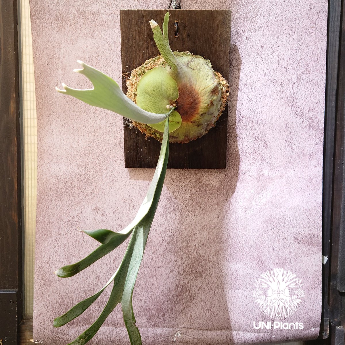 初入荷! ビカクシダ レモイネイ Platycerium veitchii 'Lemoine