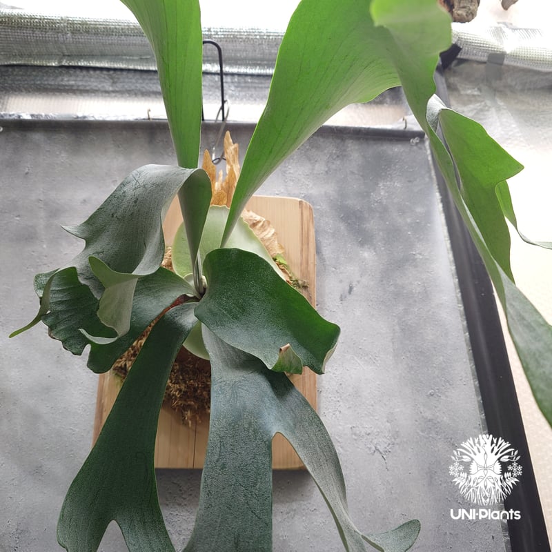 Platycerium Khok Kruat (spore) ビカクシダ コック クルアット(