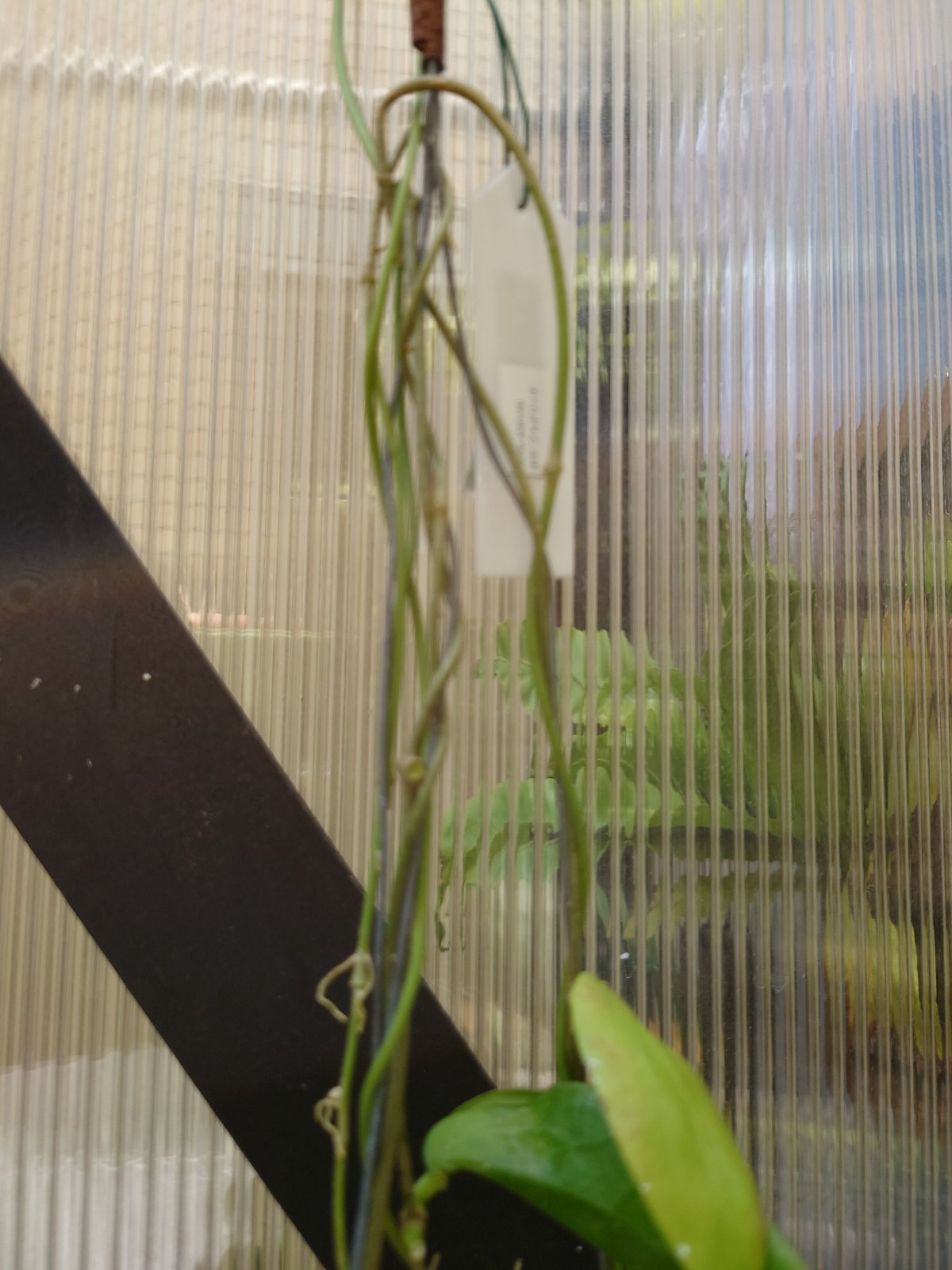 セール　レア　珍種　ホヤ　Hoya chloroleucha サクララン レア 珍種 ホヤ Hoya chloroleucha サクララン