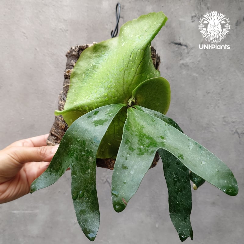 ビカクシダ アルテミス Platycerium Artemis (Alcicorne x Qu