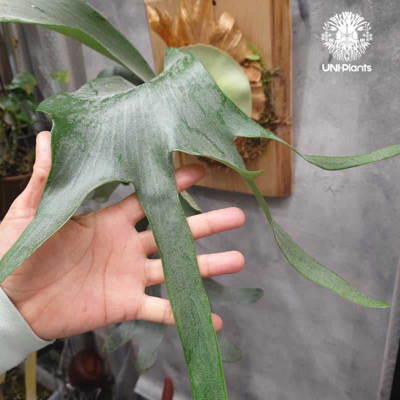 Platycerium Khok Kruat (spore) ビカクシダ コック クルアット(