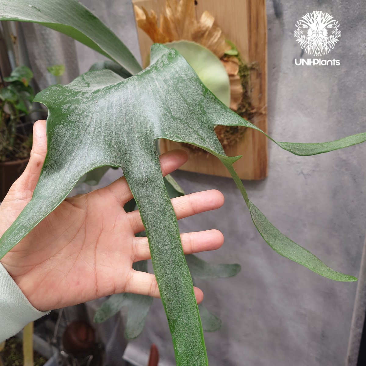 Platycerium Khok Kruat (spore) ビカクシダ コック クルアット( Platycerium Khok Kruat (spore) ビカクシダ コック クルアット(