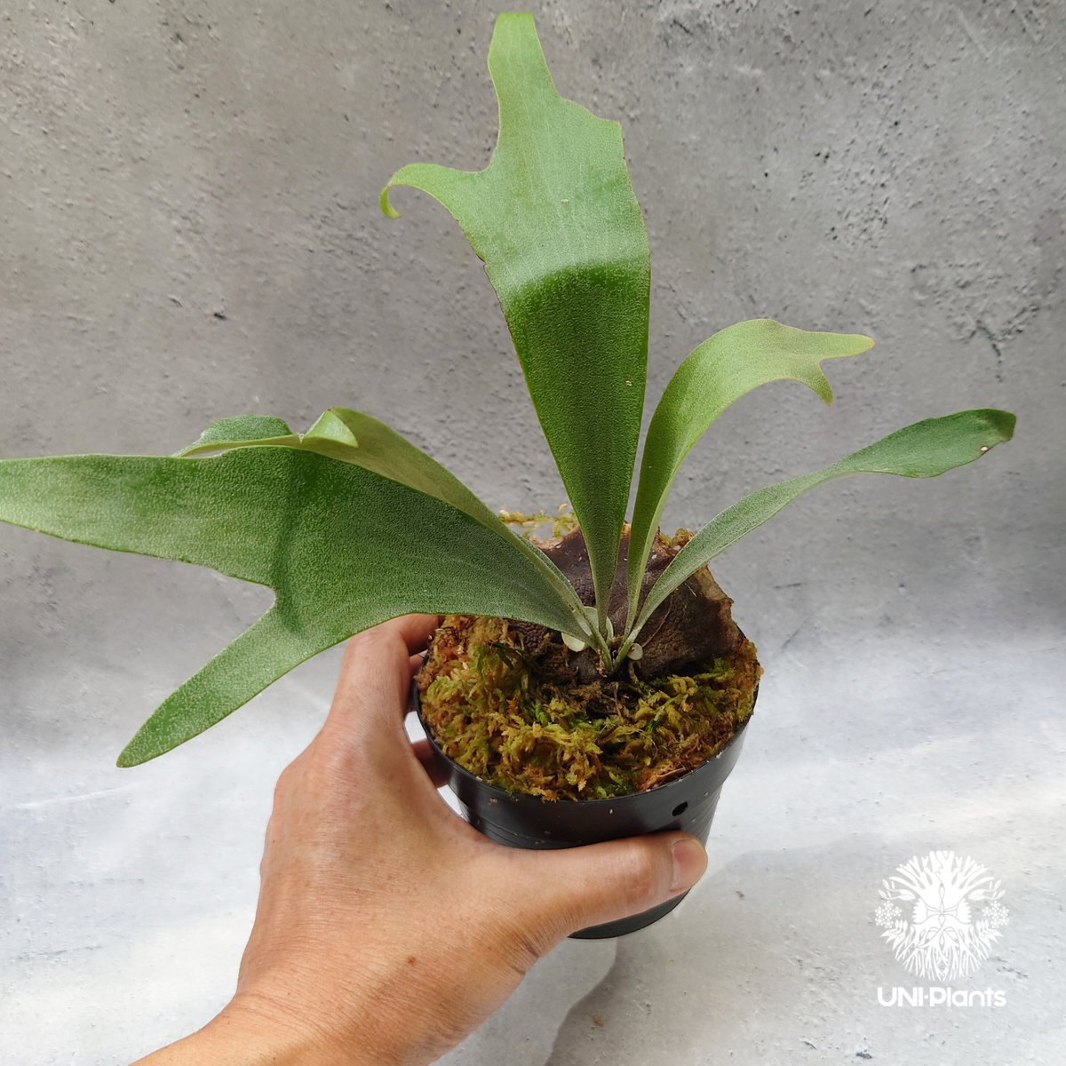 Platycerium Summer Breeze (P.Lemoinei x P.Bicor Platycerium Summer Breeze (P.Lemoinei x P.Bicor