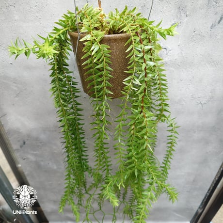 超特大サイズです‼︎　逆さポット植え　フペルジア『Bai Hop Dan』Ⅰ フペルジア『Bai hop Dan』 | Planet Plants プラネットプランツ