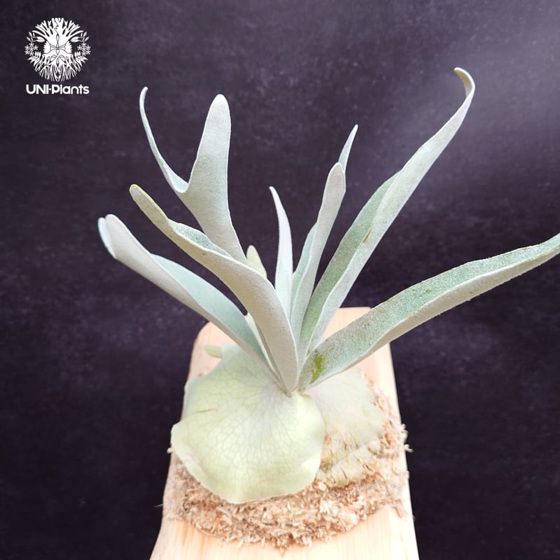 Patycerium veitchii cv. Silver frond ビカクシダ ベイチー