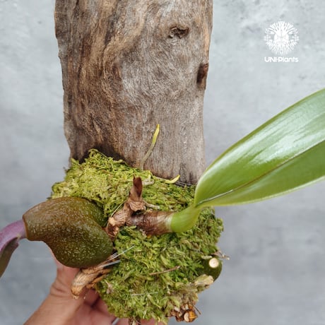 Bulbophyllum cruentum x phalaenopsis バルボフィラム クルエンタム×ファレノプシス 着生蘭 着生ラン orchid 洋蘭 着生植物 インテリア植物 ハンキング植物