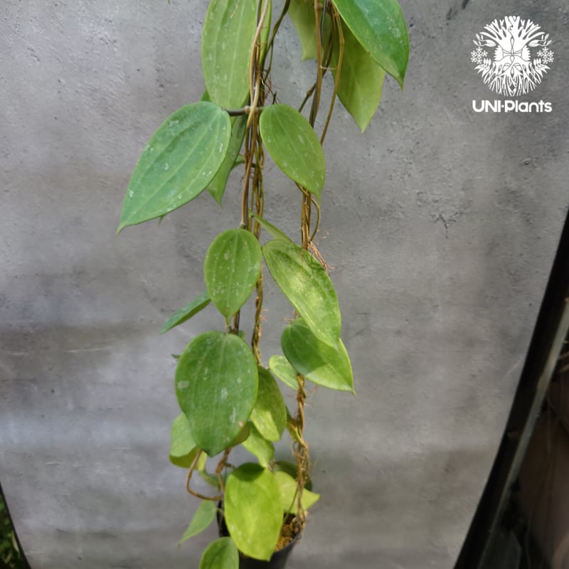Hoya latifolia Snow Queen （L）ホヤ ラティフォリア スノー クイー