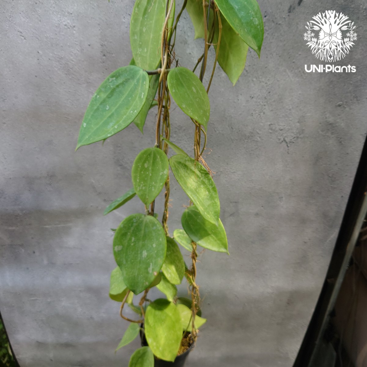 レア　ホヤ　Hoya latifolia ' Queen'サクララン Hoya latifolia Snow Queen （L）ホヤ ラティフォリア スノー