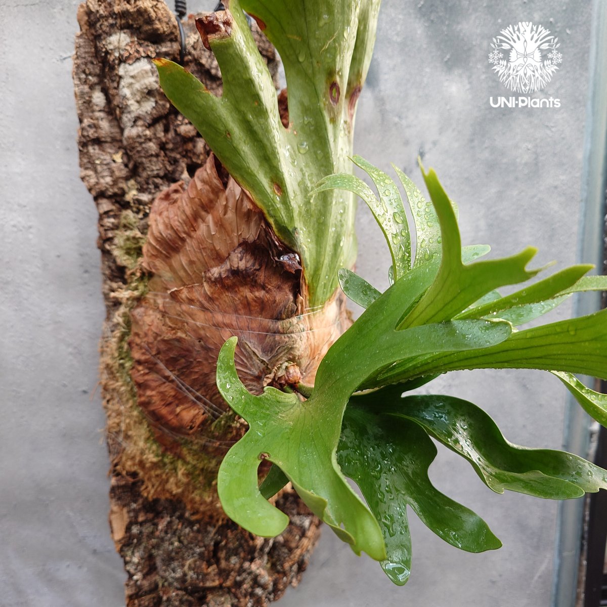 Platycerium coronarium Thin ビカクシダ コロナリウム シン ビカク