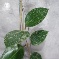 Hoya Parasitica Heart Leaves Splash ホヤ パラシティカ ハートリーブス スプラッシュ  ホヤ植物  Hoya plants ホヤの花 つる性植物  ハンギング植物